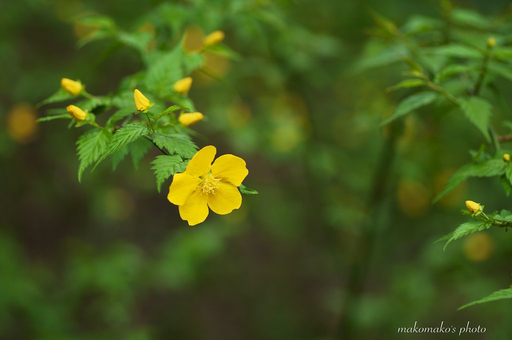 黄金の花