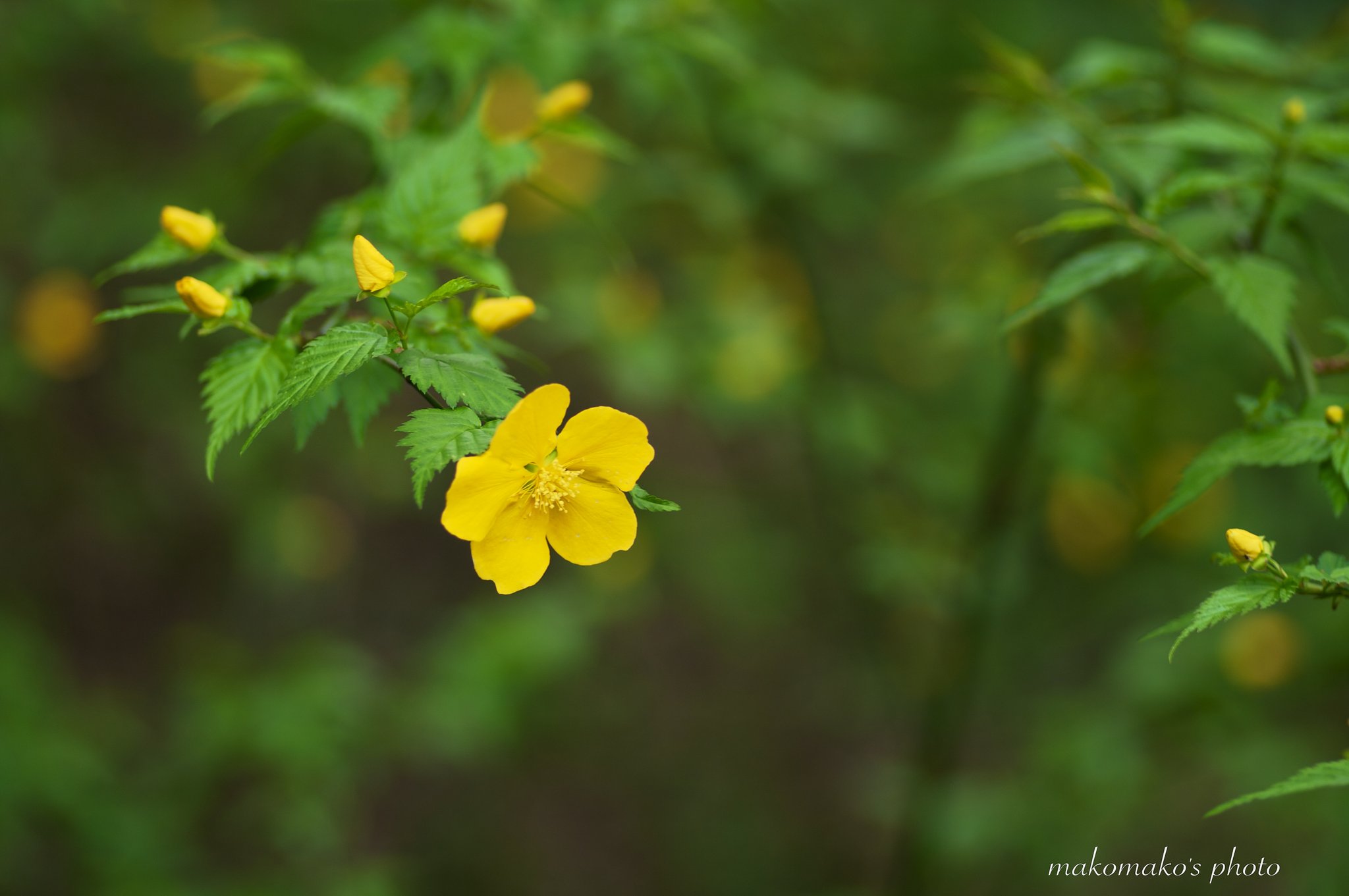 黄金の花