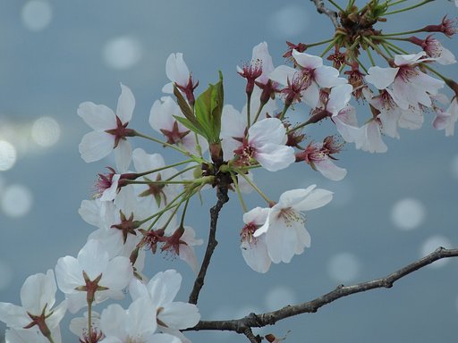 【桜】 エンドロール