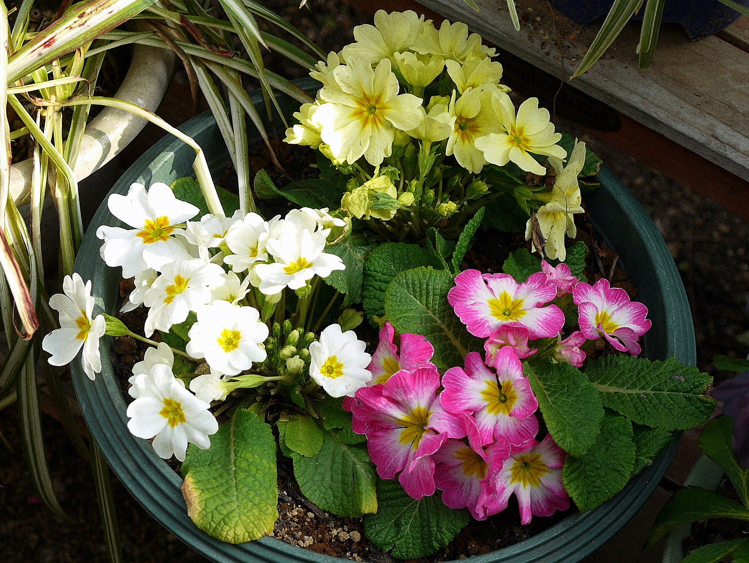 寄せ植え