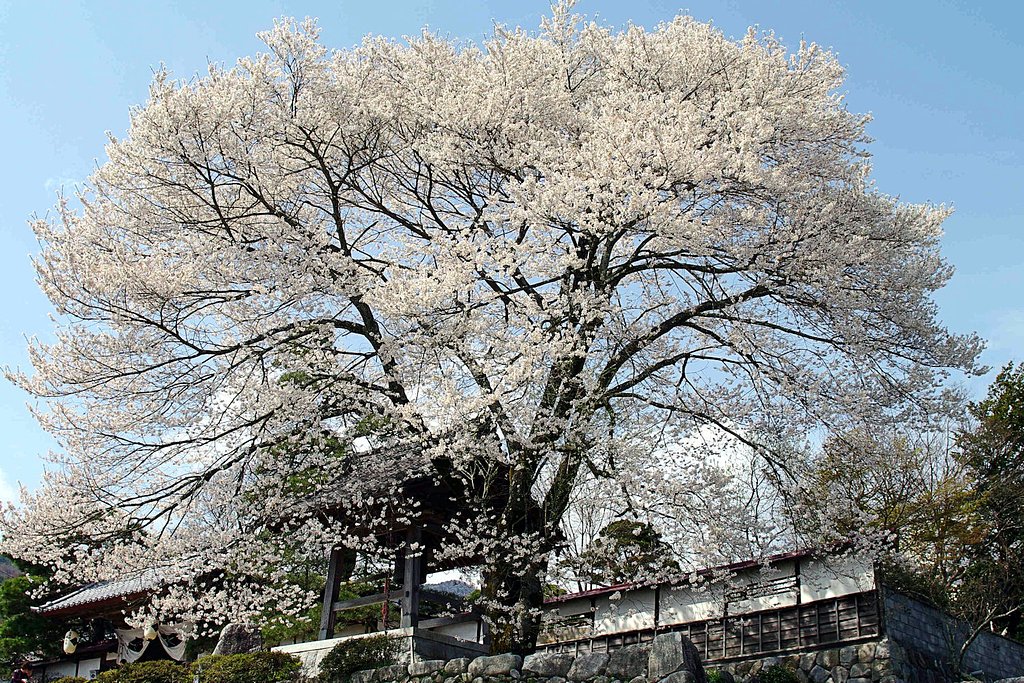 大島山瑠璃寺の【桜】