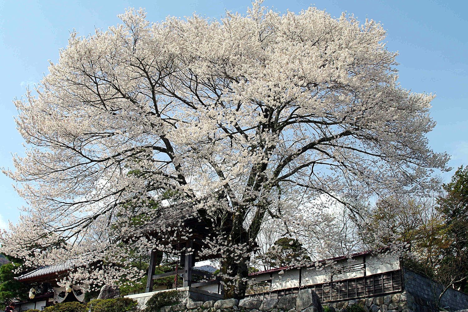 大島山瑠璃寺の【桜】