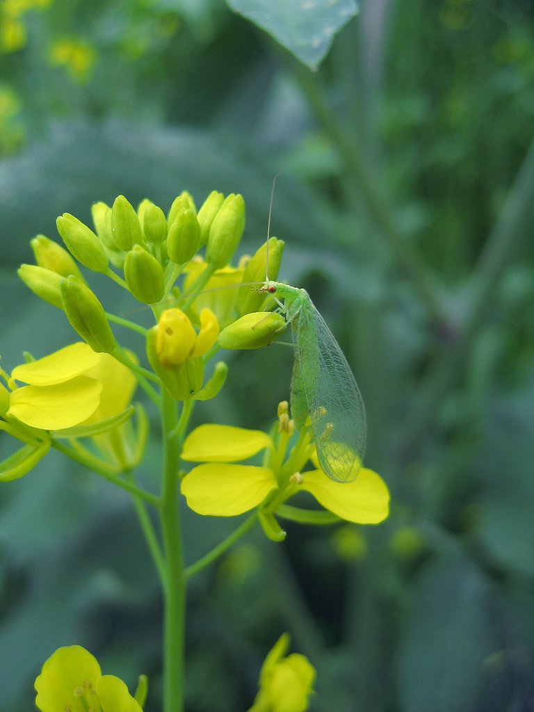 菜の蜻蛉