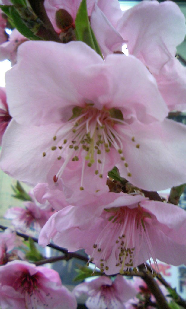 桜満開