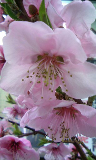 桜満開