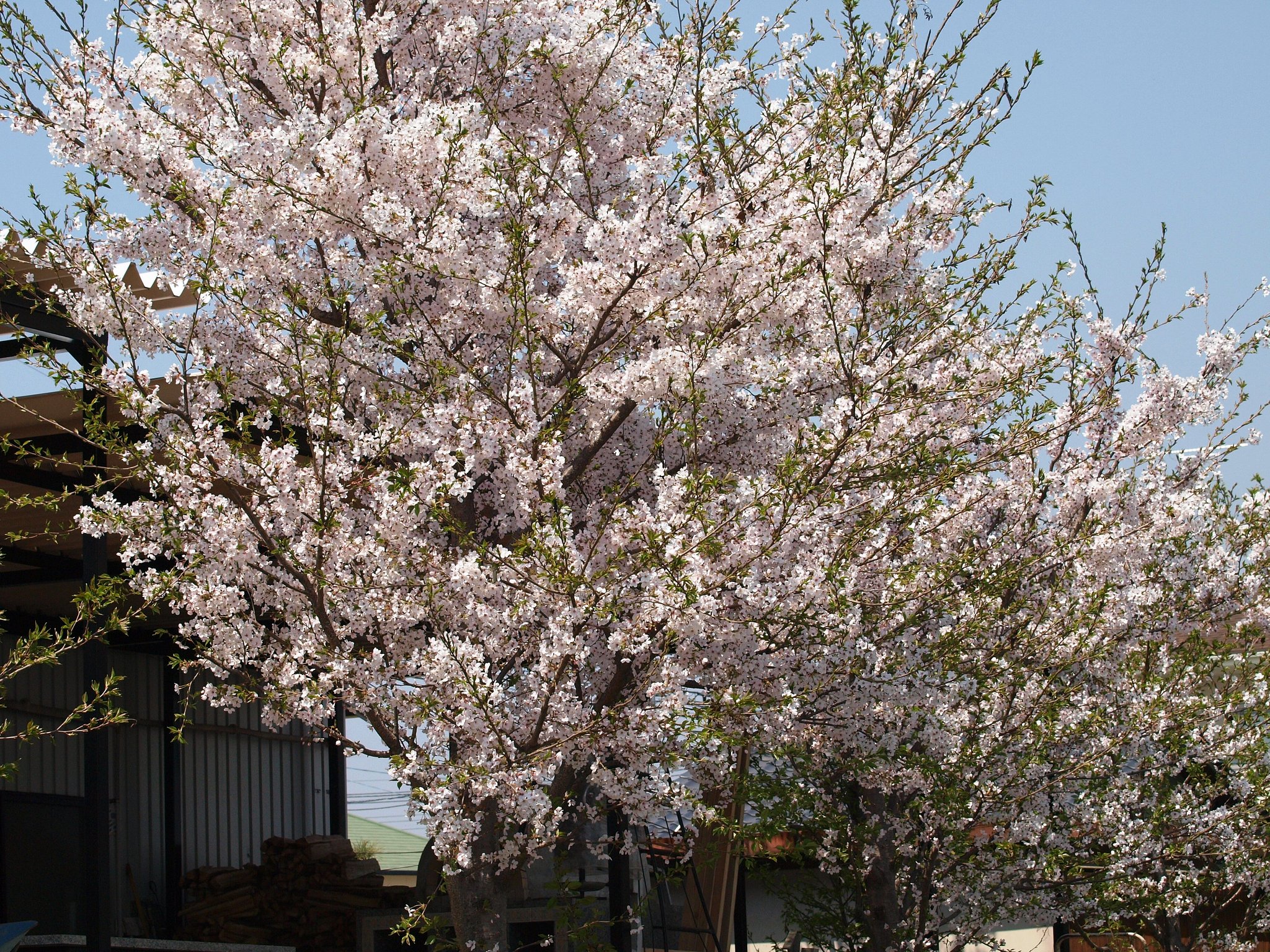 【桜】ラーメン屋の桜
