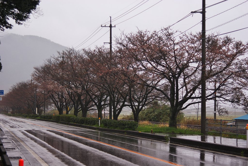 JR大岩駅と国道九号の間の桜-2