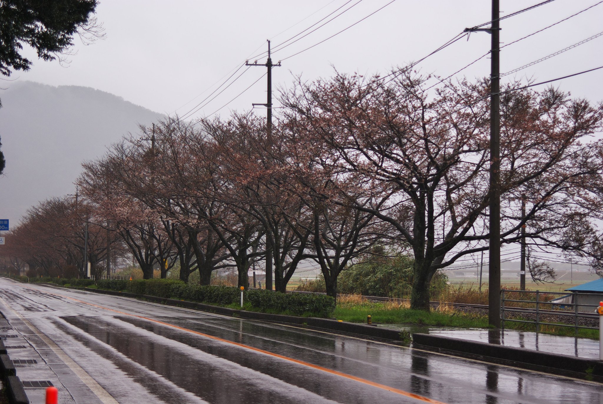 JR大岩駅と国道九号の間の桜-2