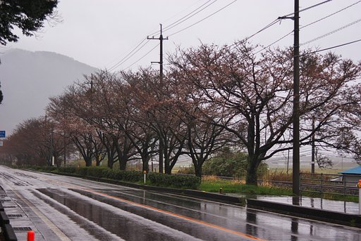 JR大岩駅と国道九号の間の桜-2