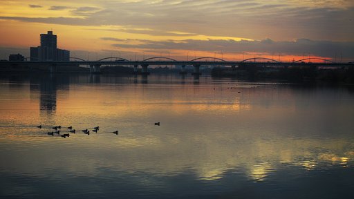 【やすらぎ】鴨の夕べ