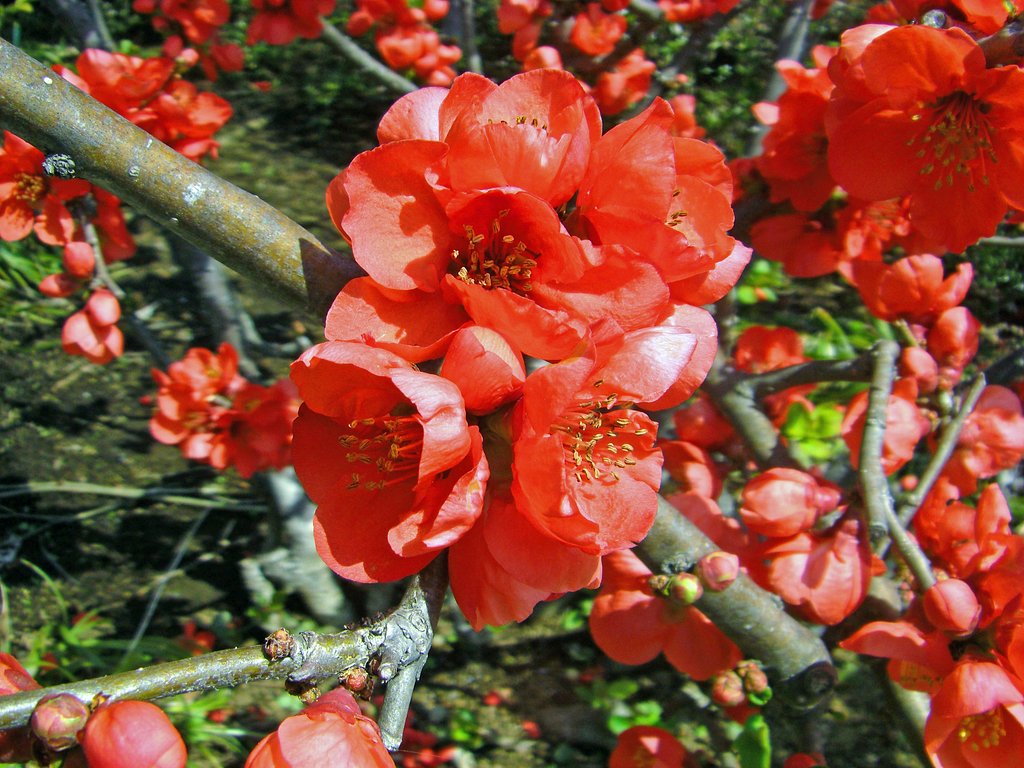 気になる名前の花
