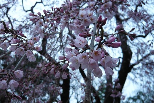 花のアップは。