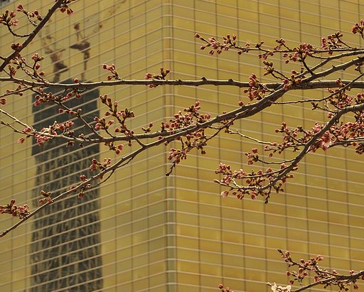 隅田川の桜