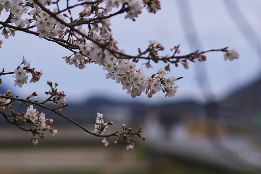 【桜】満開!