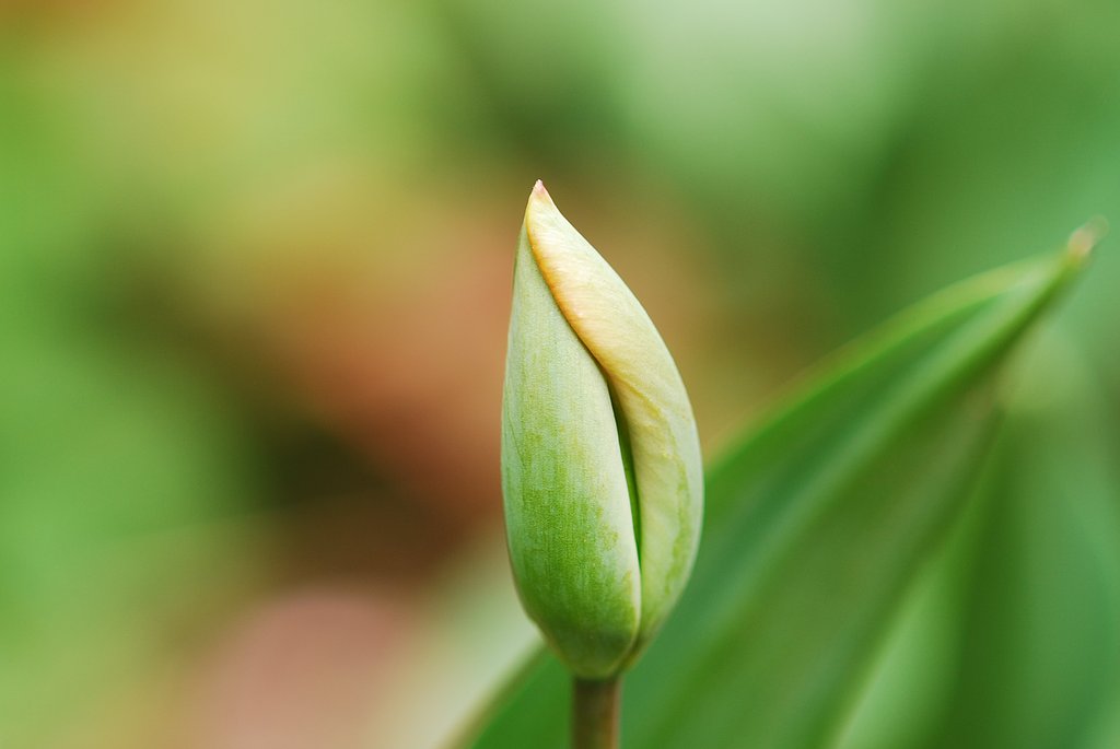 もうすぐ開花
