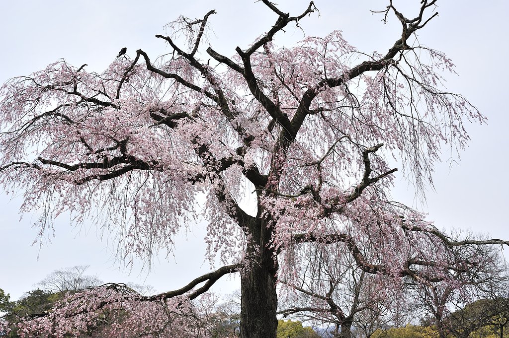 しだれ桜
