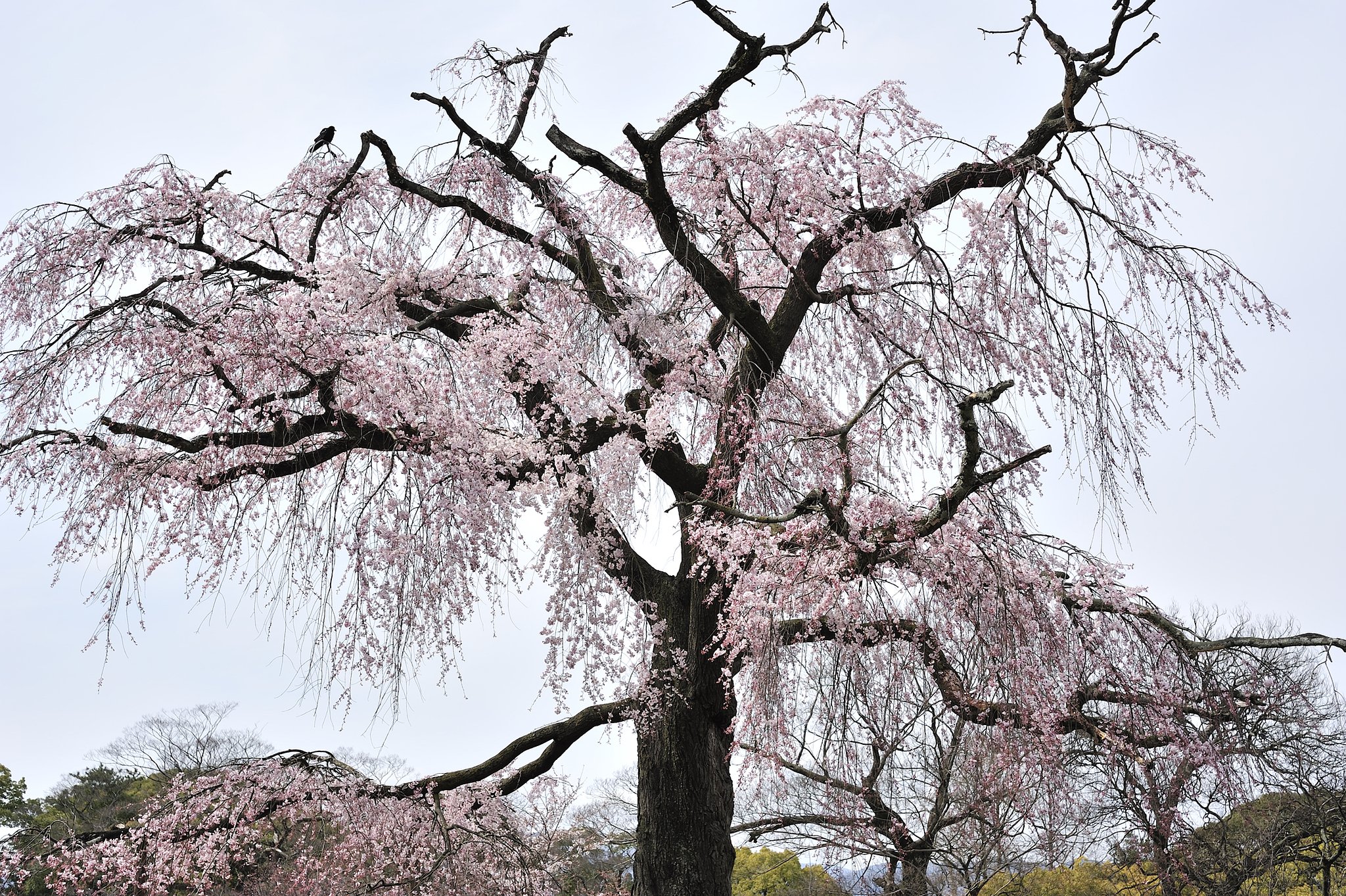 しだれ桜