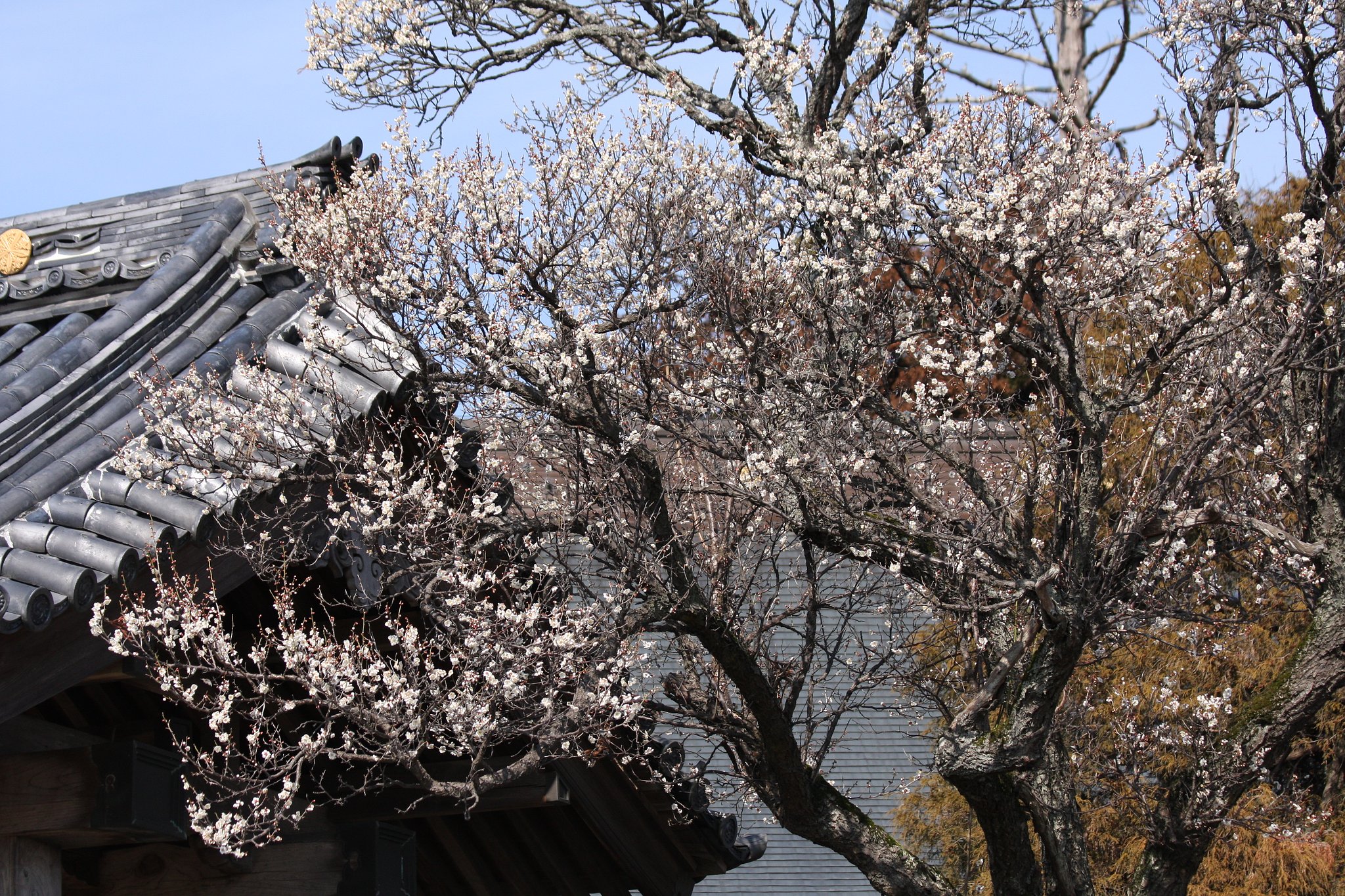 梅の咲く寺