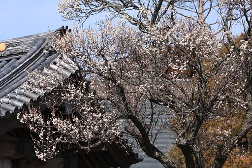 梅の咲く寺