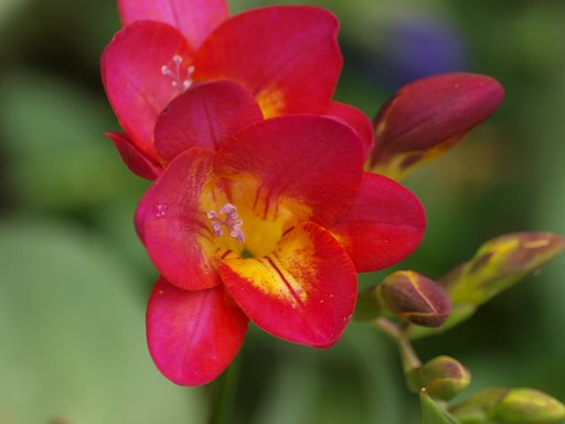２花の中を覗いてみました。