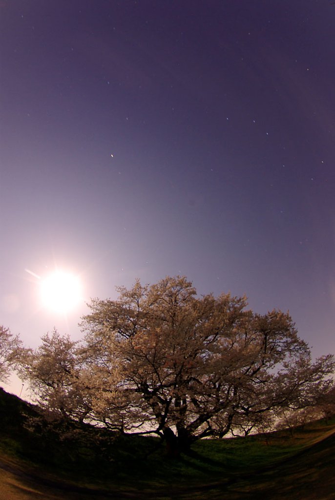 【桜】ブルームーン