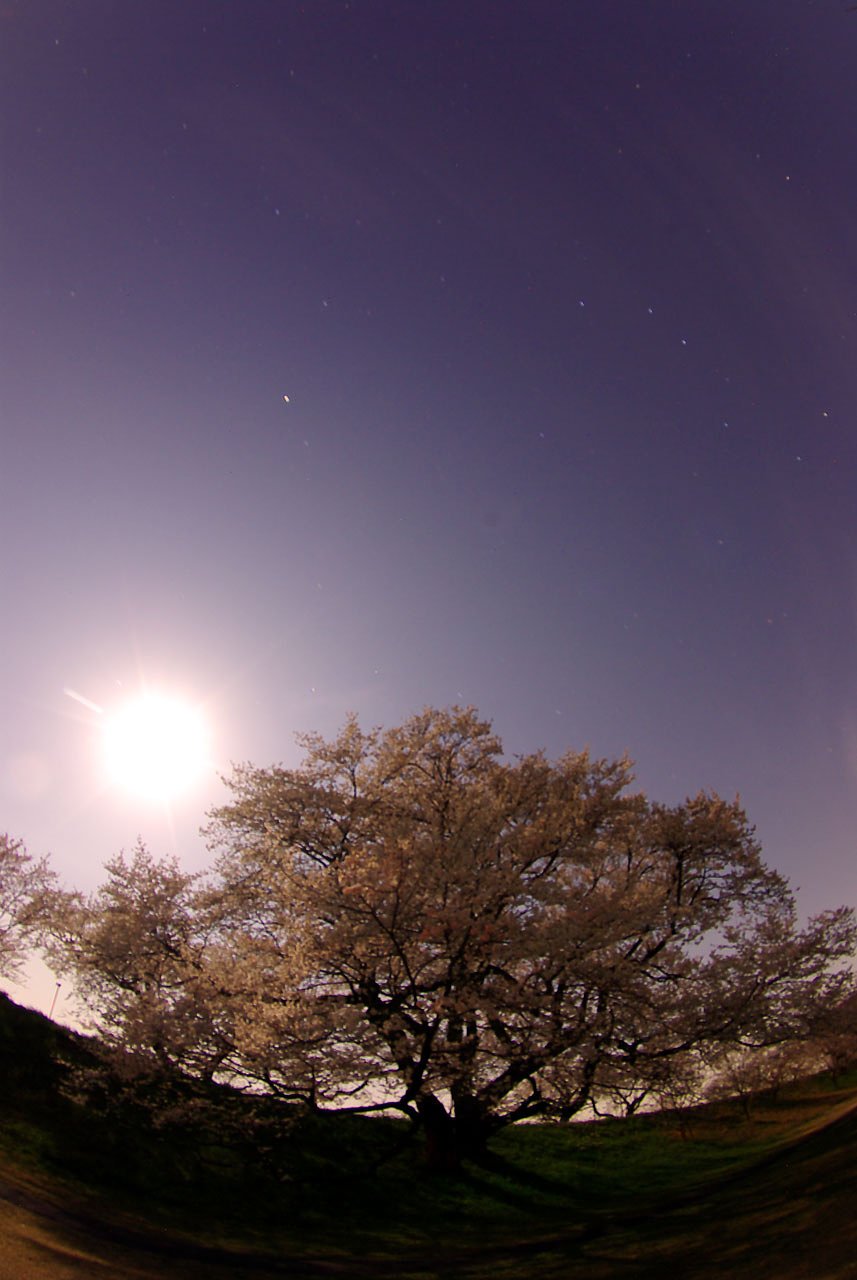 【桜】ブルームーン