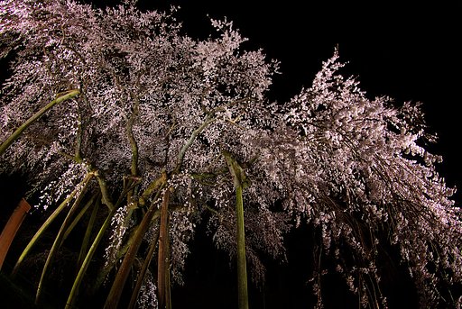 【桜】リクエスト - シャワー