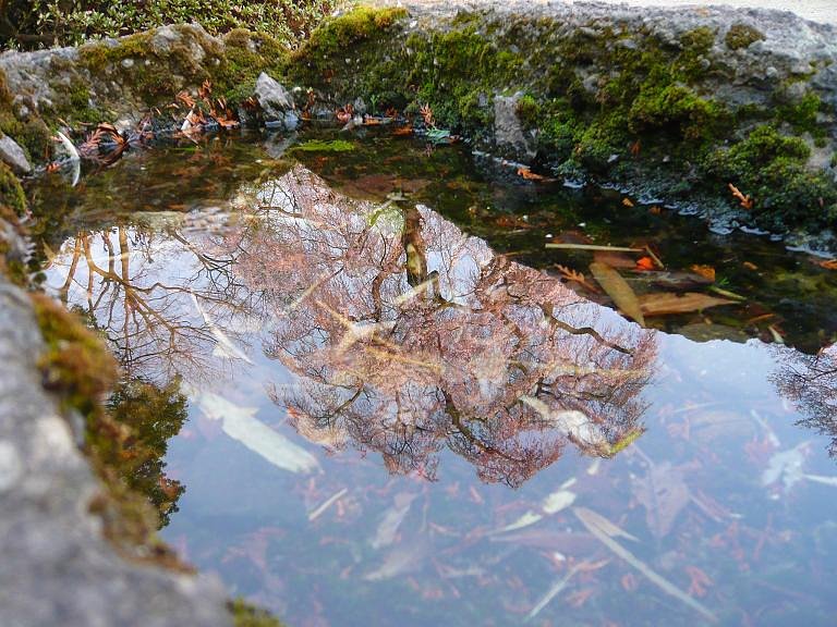苔　水　【桜】