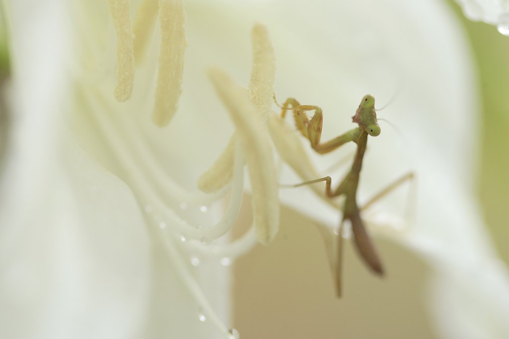 なんのよう〜ぉ