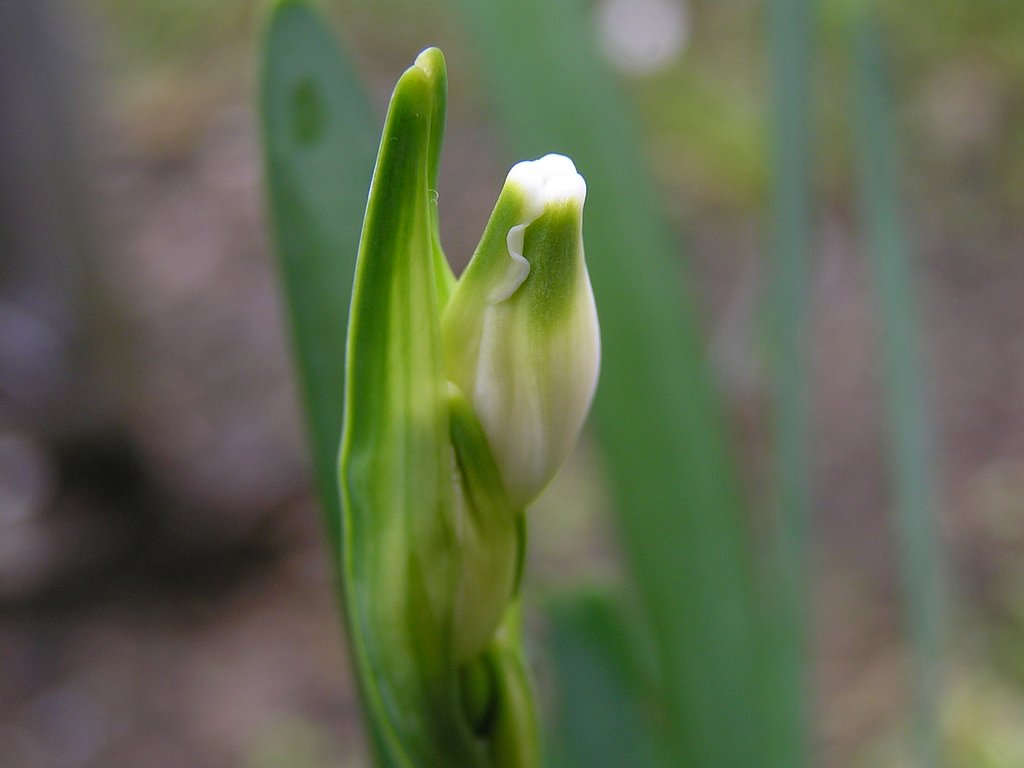 庭に植えたスズラン水仙