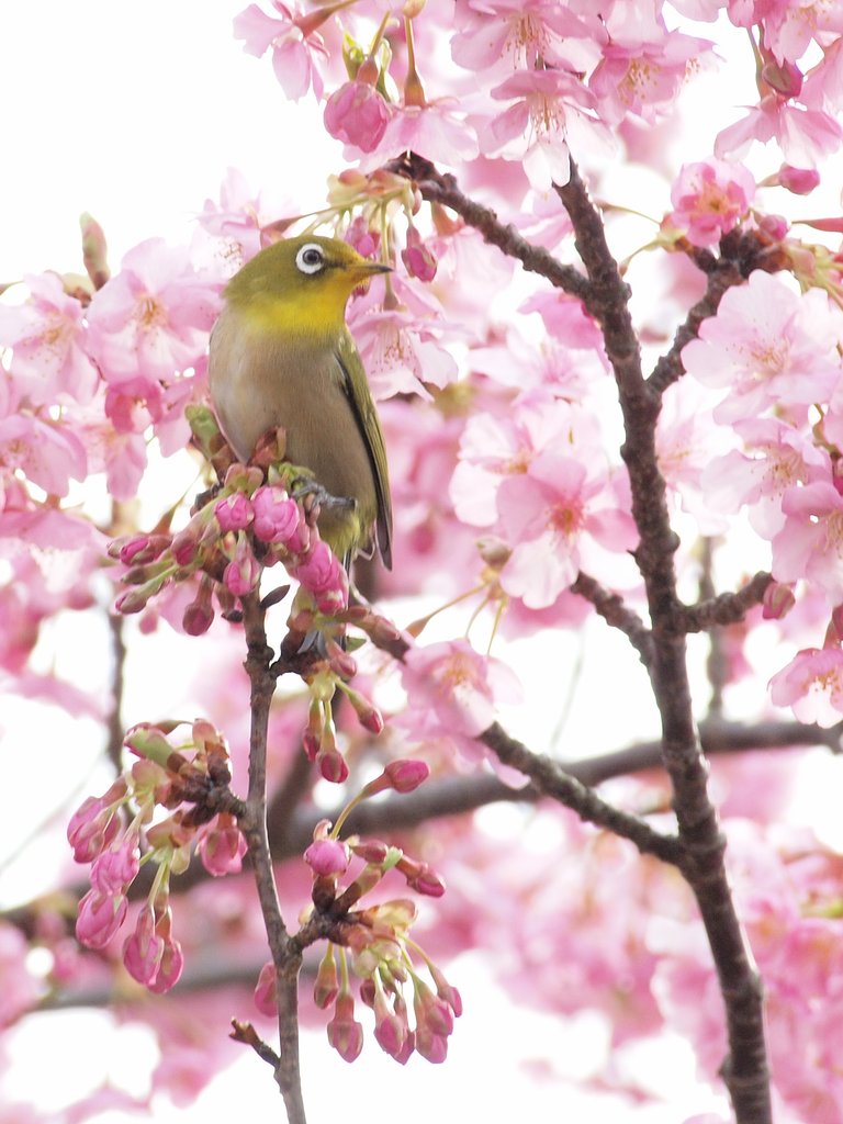 【桜】 ごはん