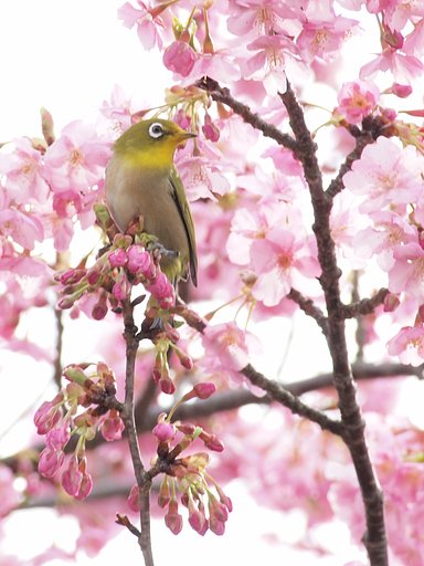 【桜】 ごはん