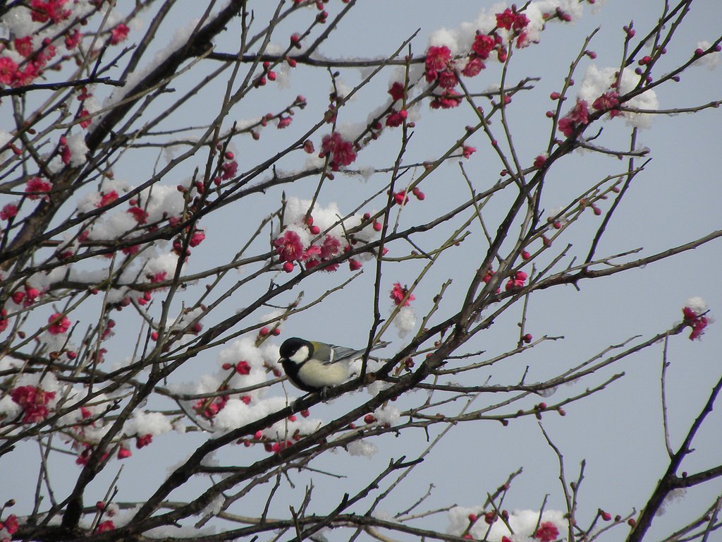 シジュウカラ
