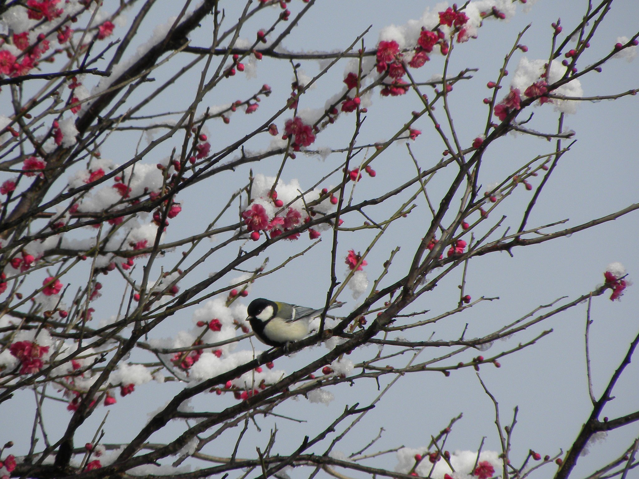 シジュウカラ