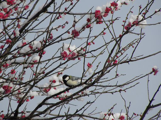 シジュウカラ