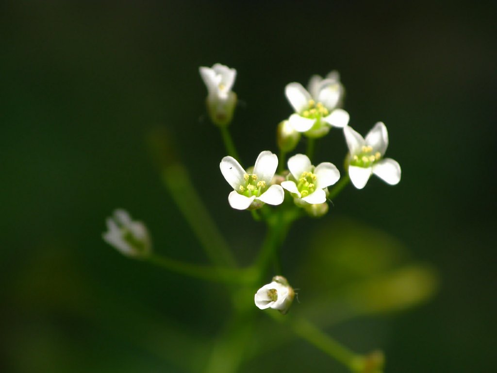 雑草その2