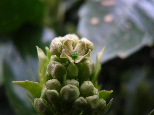 アオキの花