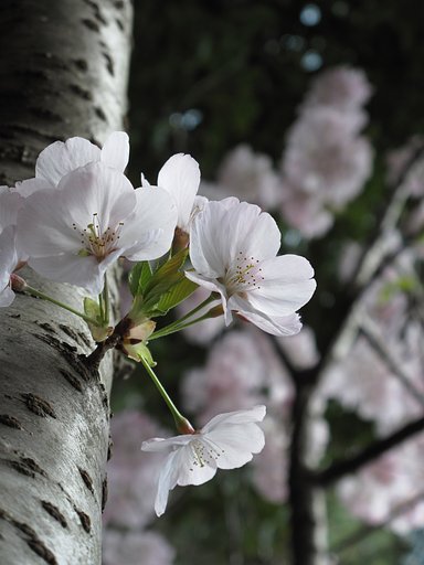 SAKURA