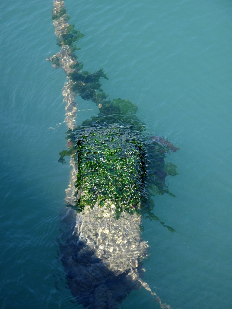 海の中も春