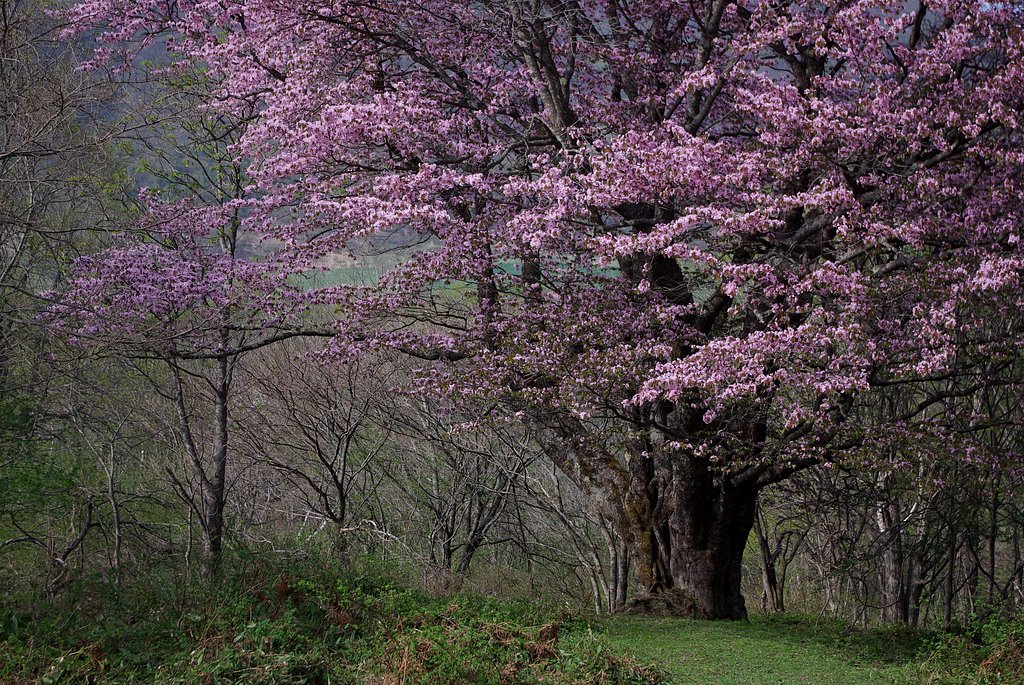 【桜】 岩手の山奥で
