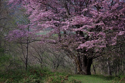 【桜】 岩手の山奥で