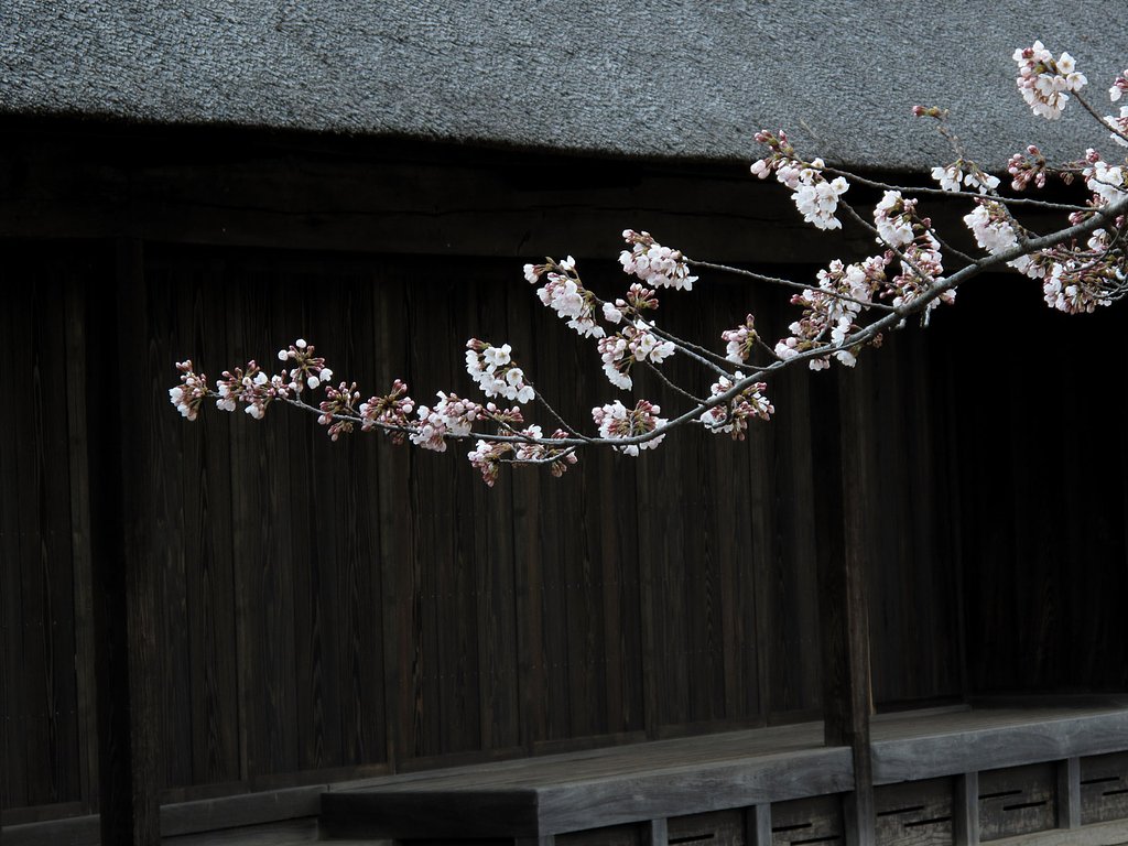 古民家と桜