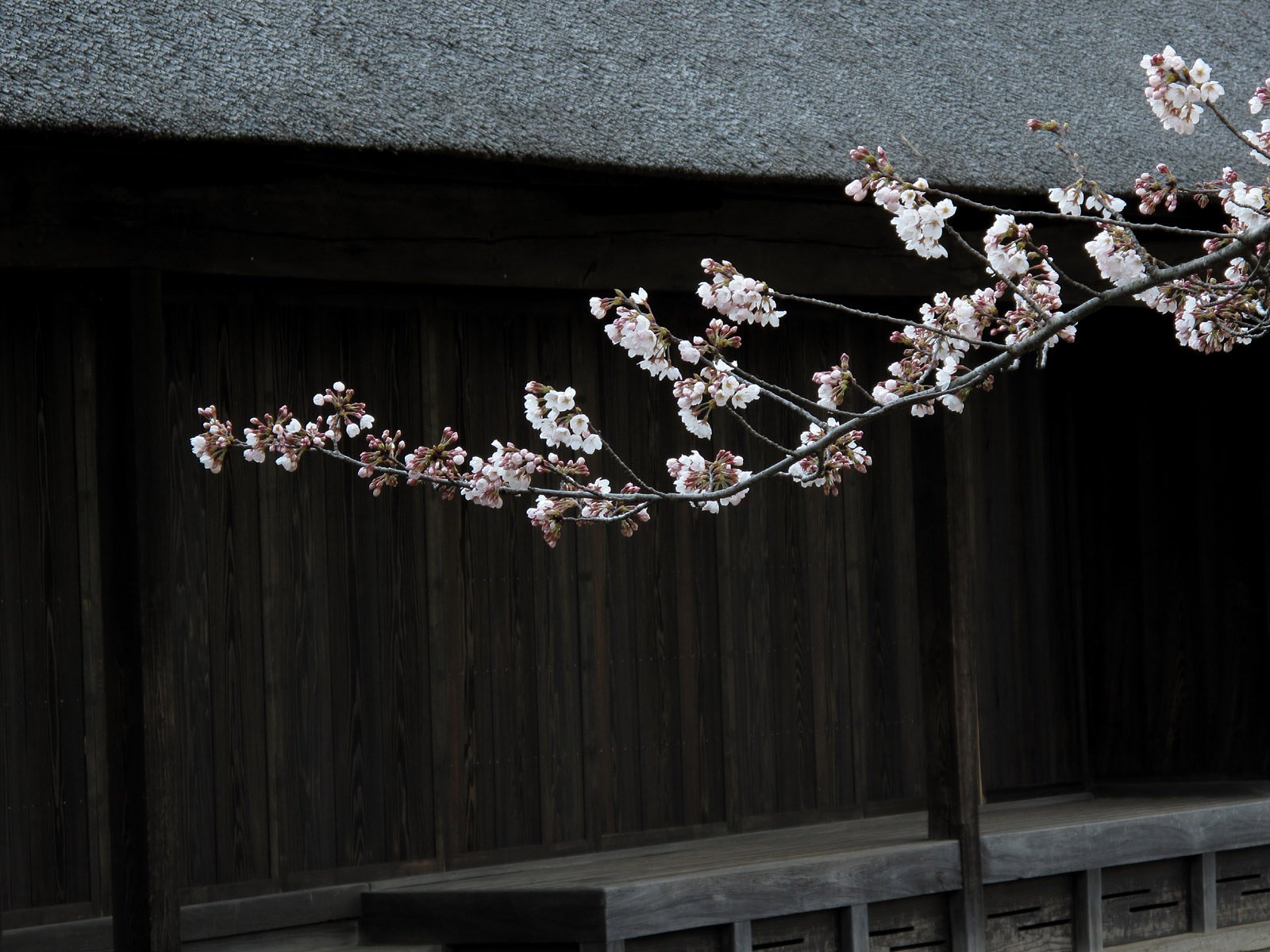 古民家と桜