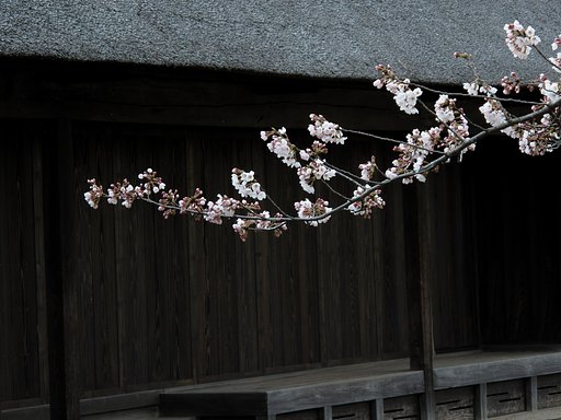 古民家と桜