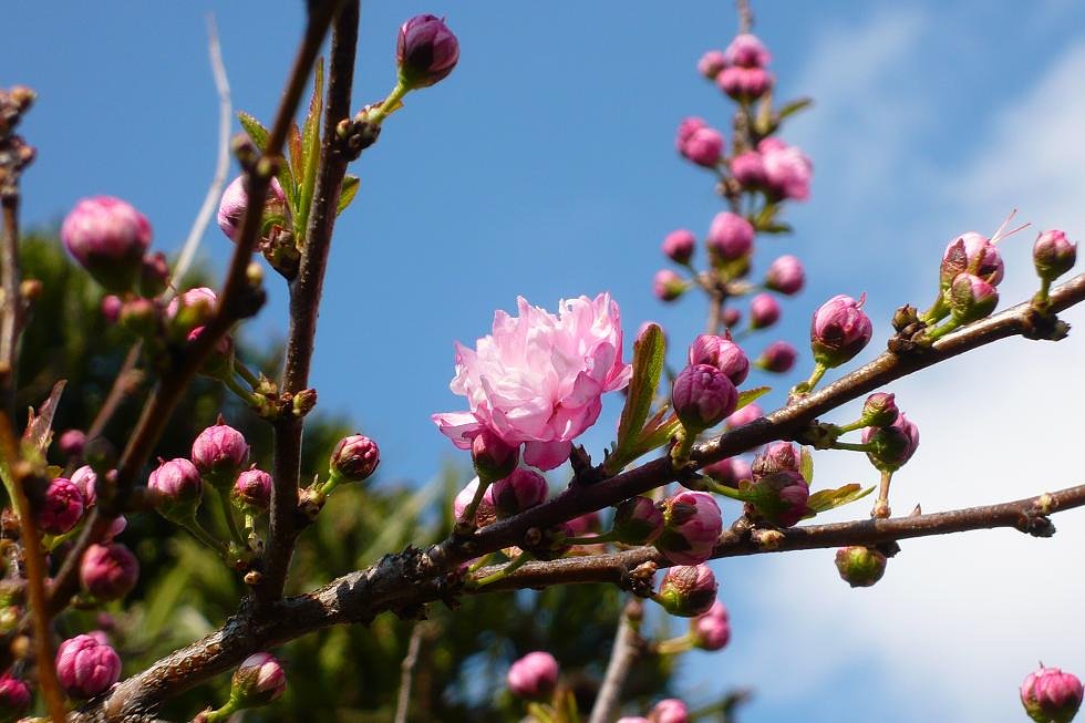 庭桜という・・・