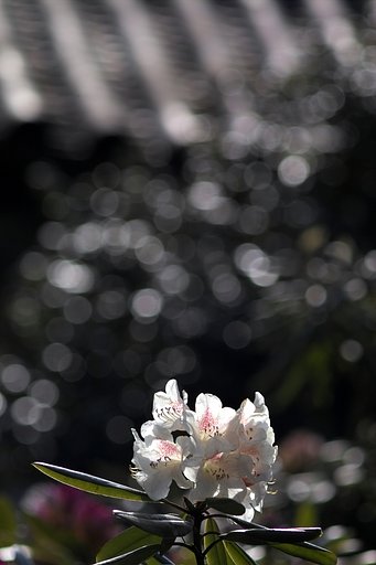 皇居にて