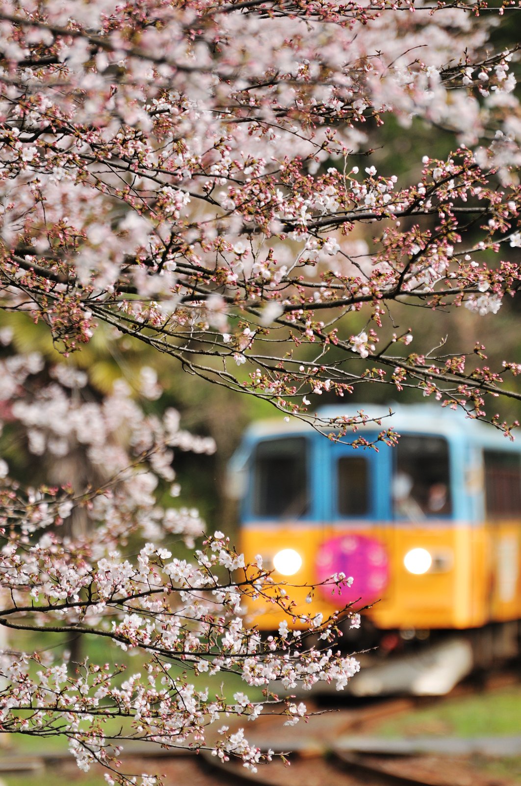 桜を求めて・・・