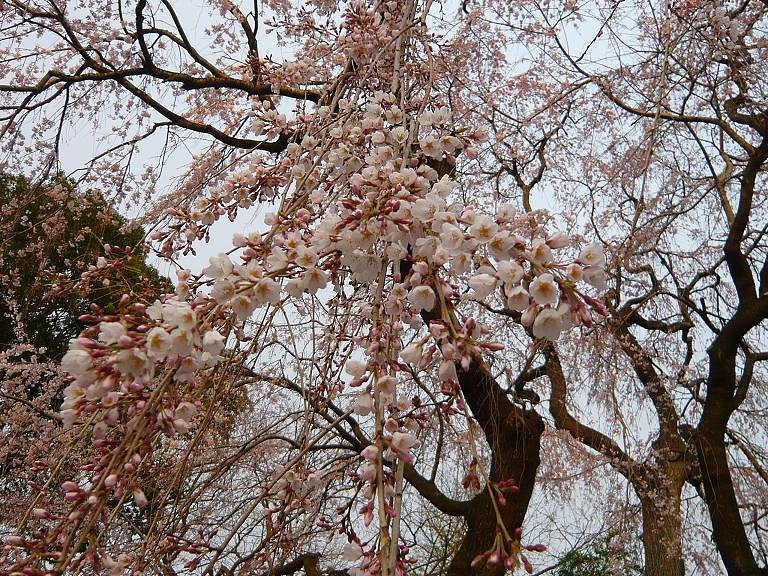 雨のように・・