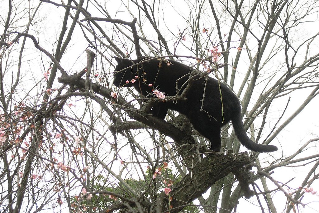 続／梅に黒猫