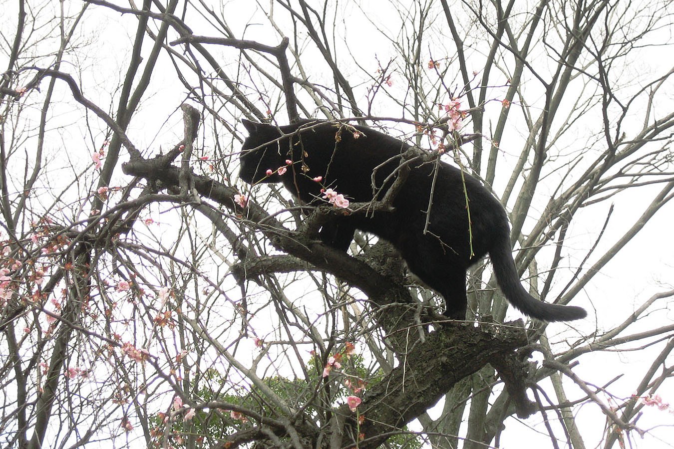 続／梅に黒猫